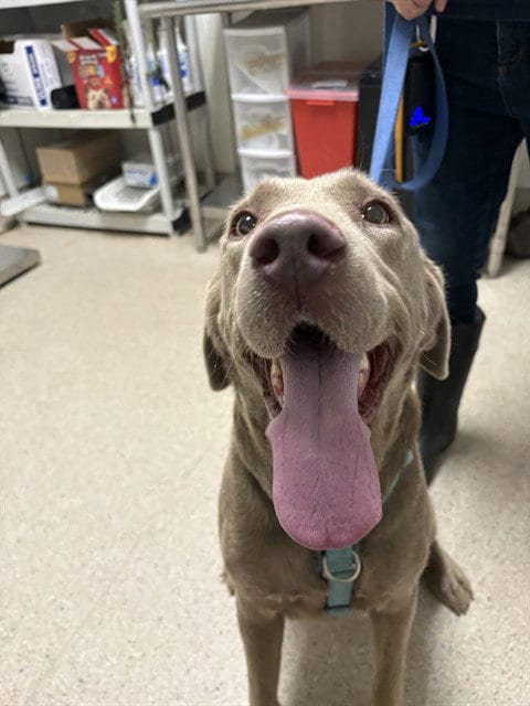 Photo of Floki, adoptable Labrador Retriever in Bakersfield, California