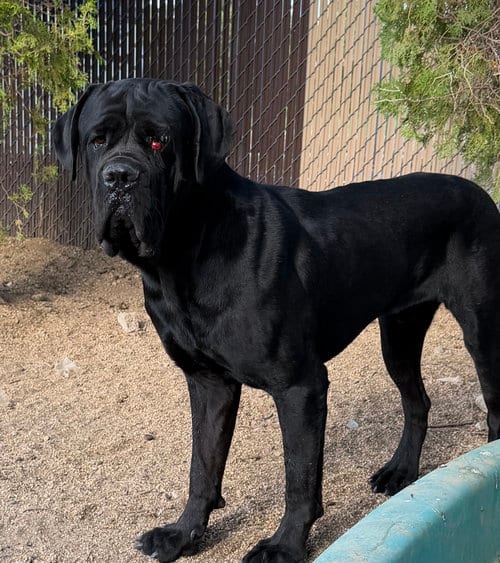 Photo of Mowgli, adoptable Cane Corso Mastiff in Goodyear, Arizona