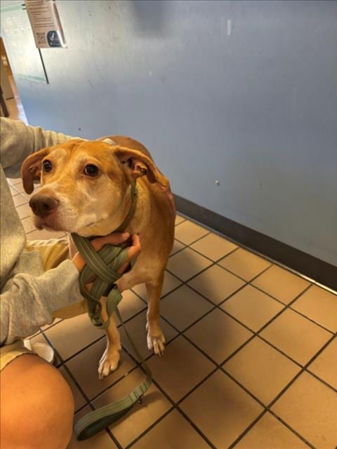 Photo of Pokie, adoptable Labrador Retriever in Burbank, California