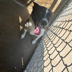 Photo of Sassy, adoptable Border Collie in Ringgold, Georgia