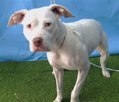 Photo of Sophia, adoptable Pit Bull Terrier in Gardena, California