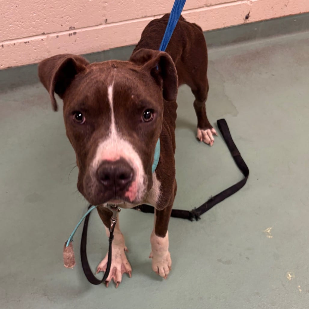 Photo of Ducky, adoptable dog