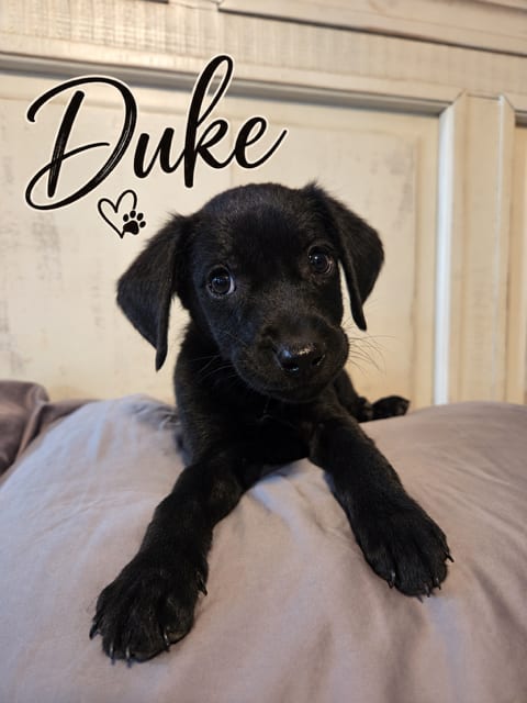 Photo of The Duke, adoptable Flat-coated Retriever in MIDWAY, Utah