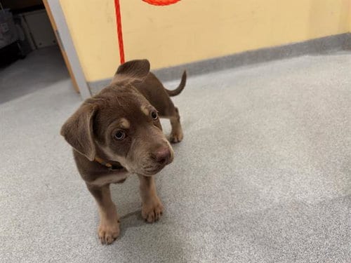 Photo of Madame, adoptable Australian Shepherd in Orange, California