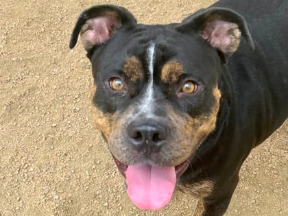 Photo of Paxton, adoptable dog in Georgetown, Texas