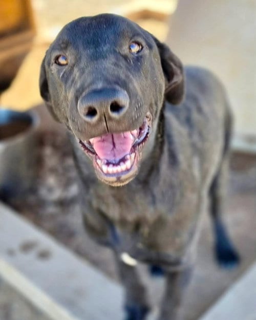 Photo of Pugsley, adoptable Labrador Retriever in Yreka, California