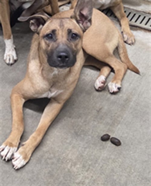Photo of Mel, adoptable German Shepherd Dog in Bakersfield, California