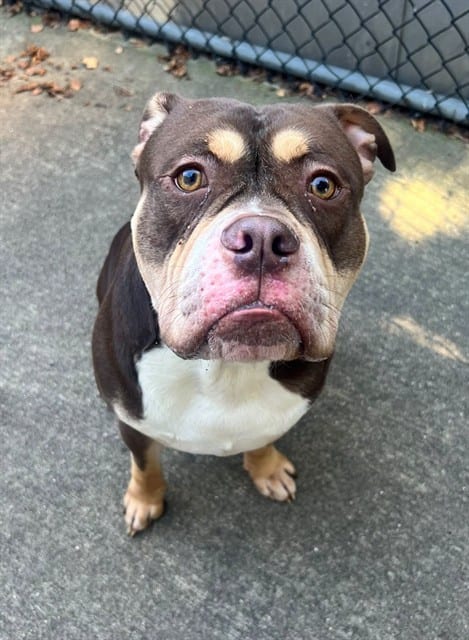 Photo of Juju, adoptable Bulldog mix in Chicago, Illinois