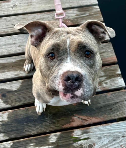 Photo of Peaches, adoptable Pit Bull Terrier in Brooklyn Center, Minnesota