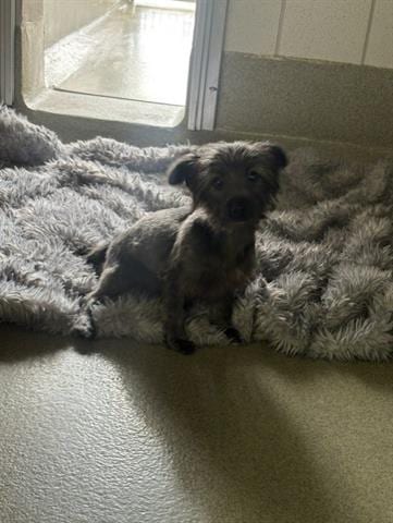 Photo of A138880, adoptable Terrier in San Martin, California