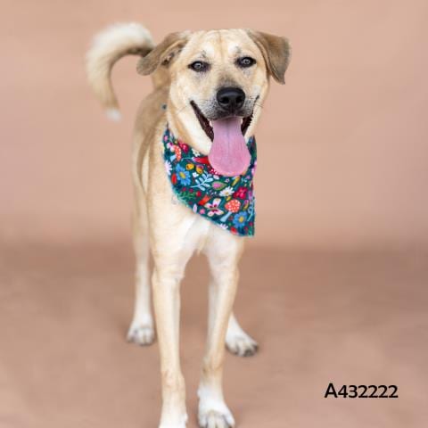 Photo of Lollie, adoptable Labrador Retriever in Conroe, Texas