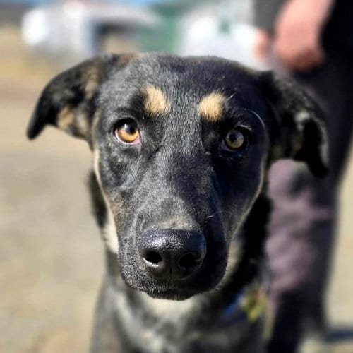 Photo of Kittle, adoptable Shepherd in Yreka, California
