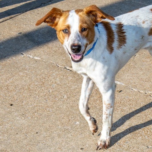 Photo of Joey, adoptable Australian Cattle Dog/Blue Heeler in St Louis, Missouri