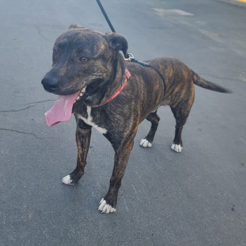 Photo of Rex, adoptable Pit Bull Terrier in Hayward, California