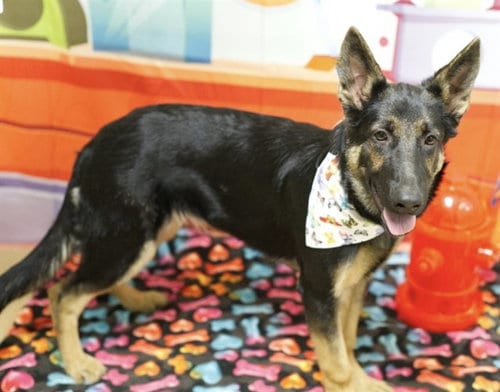 Photo of Mya, adoptable German Shepherd Dog in Placerville, California