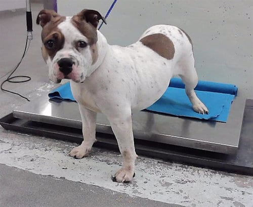Photo of A2098090, adoptable Staffordshire Bull Terrier in Houston, Texas