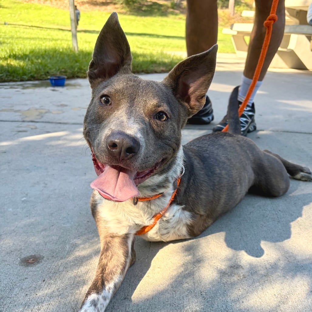 Photo of Oakley - Costa Mesa Location, adoptable Cattle Dog, Australian (Blue Heeler)