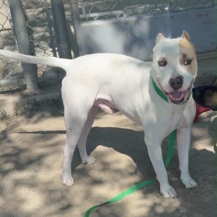 Photo of Obi, adoptable Terrier, Pit Bull / Mixed Breed (Large) in California, California