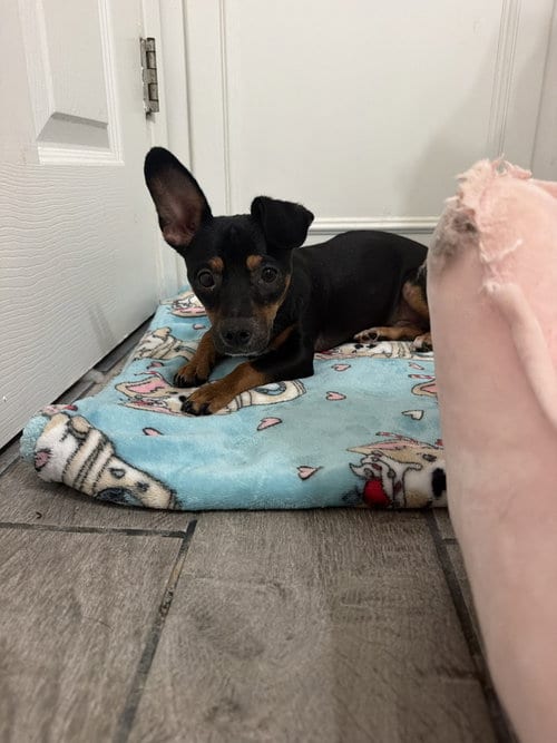 Photo of Adrian, adoptable Unknown breed in Pittsburgh, Pennsylvania