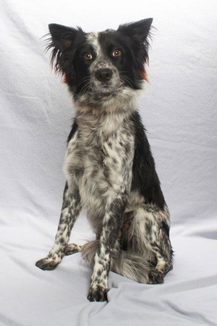 Photo of Ozzie, adoptable Australian Cattle Dog/Blue Heeler in Burbank, California