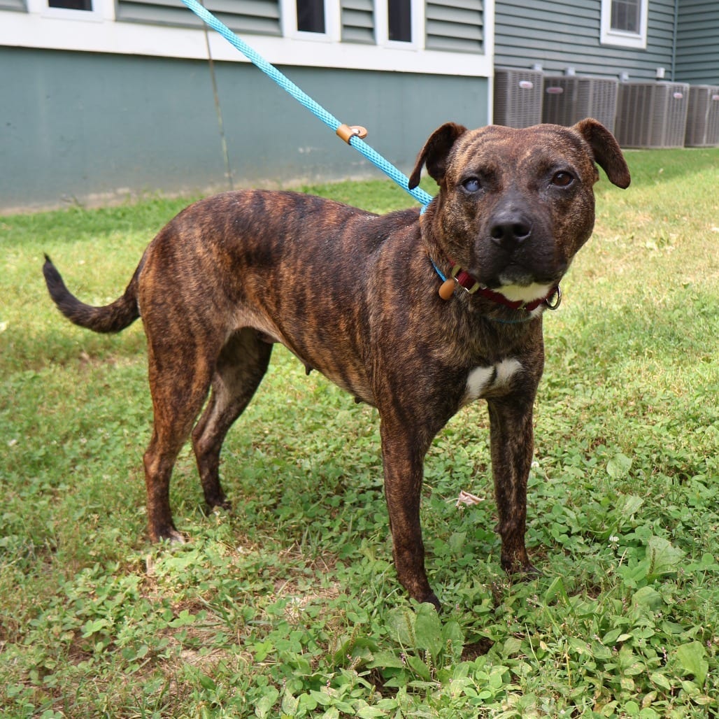 Photo of Cinnamon, adoptable Mixed Breed (Medium) in St. Charles, Missouri