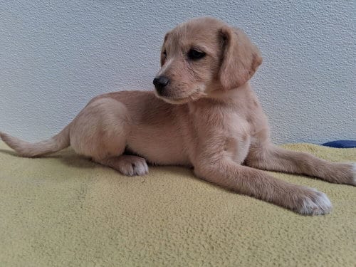 Photo of Valley, adoptable Terrier in Mountainair, New Mexico