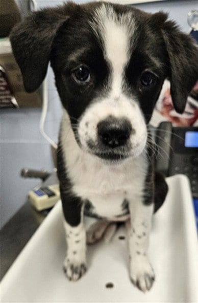 Photo of Sen, adoptable Border Collie in Phoenix, Arizona