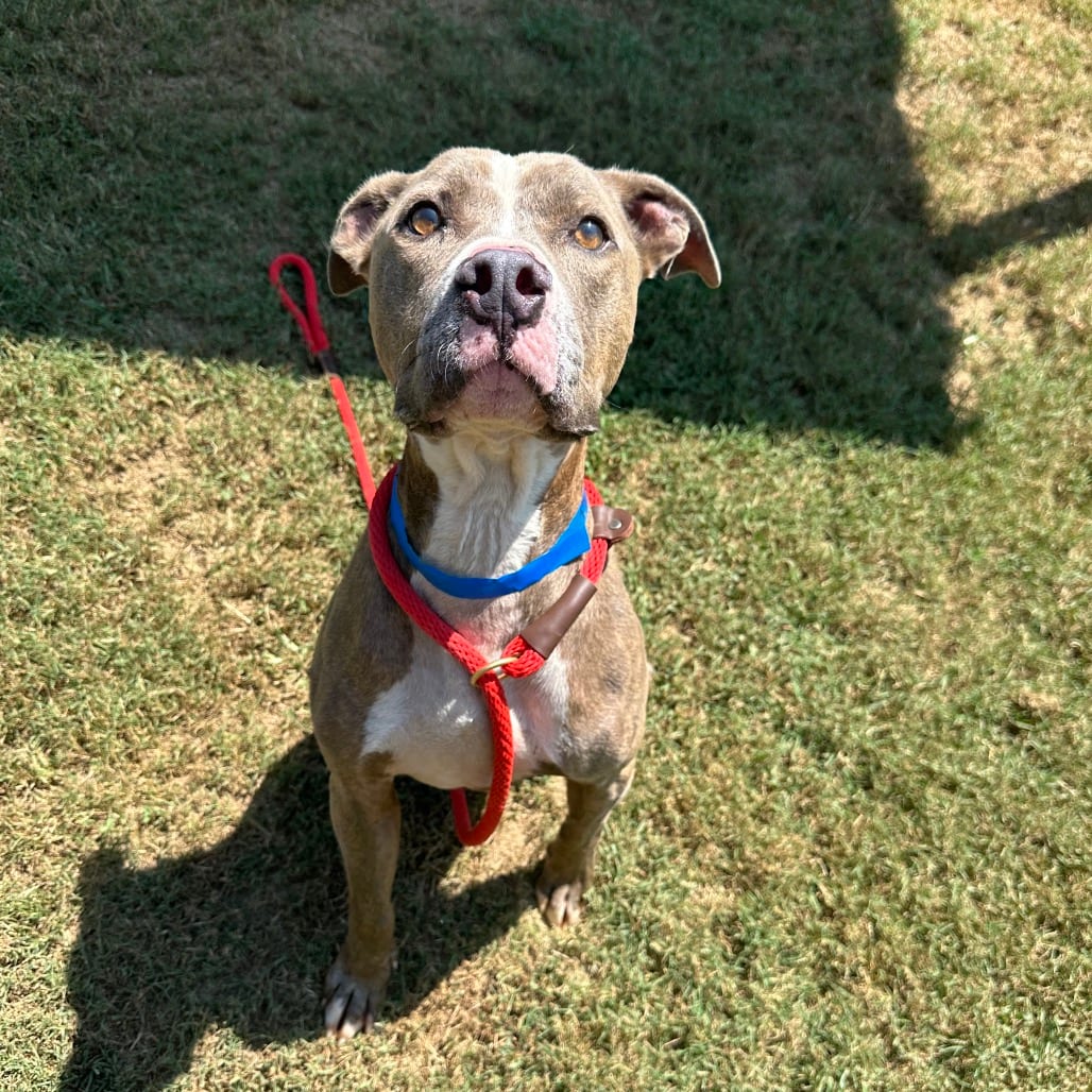 Photo of Percy, adoptable Mixed Breed (Medium) in Chattanooga, Tennessee