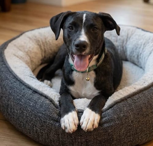 Photo of Pluto, adoptable Labrador Retriever in Seattle, Washington