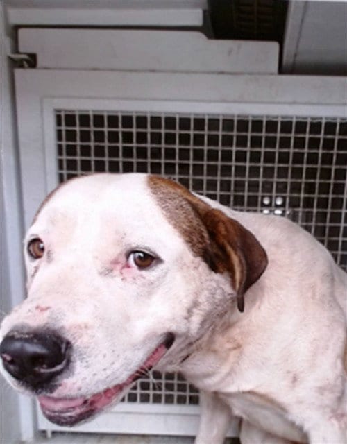 Photo of Lonny, adoptable Pit Bull Terrier in San Bernardino, California