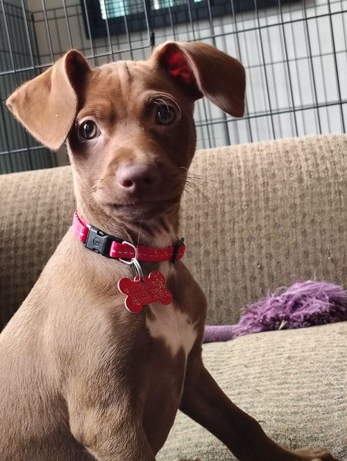 Photo of Leo, adoptable Chihuahua in San Diego, California
