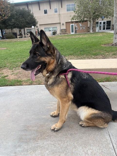 Photo of Queenie, adoptable German Shepherd Dog in Riverside, California