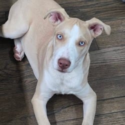 Photo of Spencer DD, adoptable American Staffordshire Terrier Catahoula Leopard Dog in Hartford, Connecticut