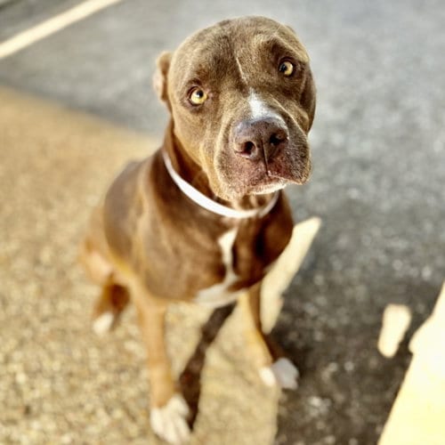 Photo of Maple, adoptable Staffordshire Bull Terrier in Houston, Texas