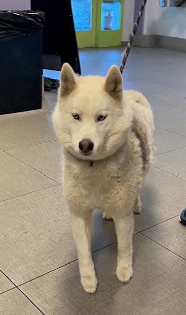 Photo of Farrah, adoptable Siberian Husky in Rancho Cucamonga, California
