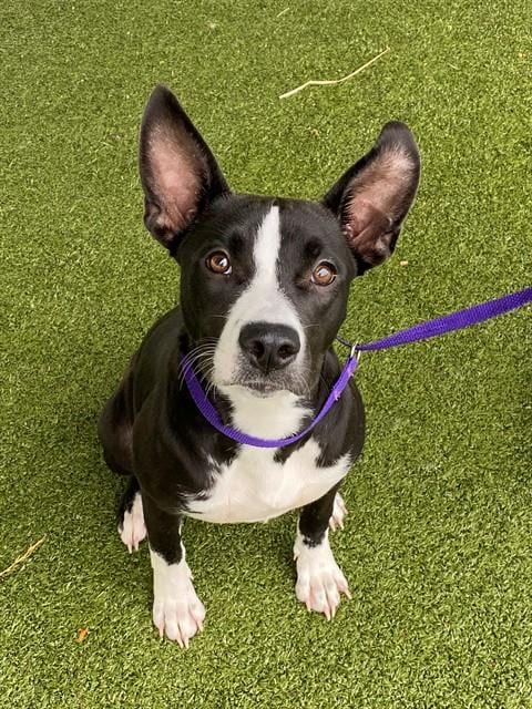 Photo of Gwen, adoptable Pit Bull Terrier in Fayetteville, North Carolina