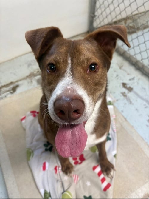 Photo of Scooby-Doo, adoptable Fox Terrier in Winston Salem, North Carolina