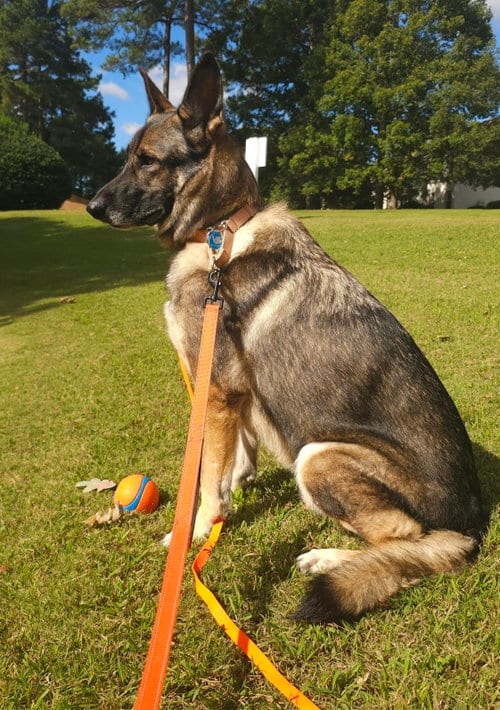 Photo of Duke 7431, adoptable German Shepherd Dog in Centreville, Virginia