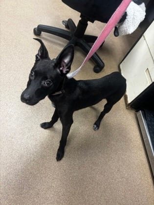 Photo of Maude, adoptable dog in Chamblee, Georgia