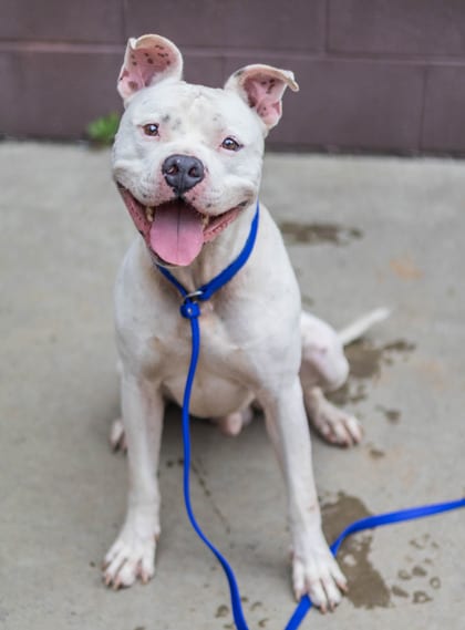 Photo of Heath, adoptable dog in Chamblee, Georgia