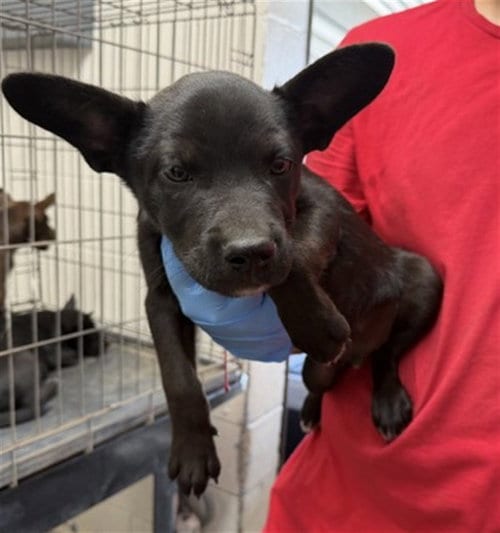 Photo of JC, adoptable Cardigan Welsh Corgi in San Bernardino, California