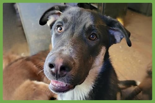 Photo of Bradach, adoptable German Shepherd Dog in Amherst, Massachusetts