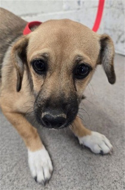 Photo of Jenny, adoptable Terrier in San Bernardino, California