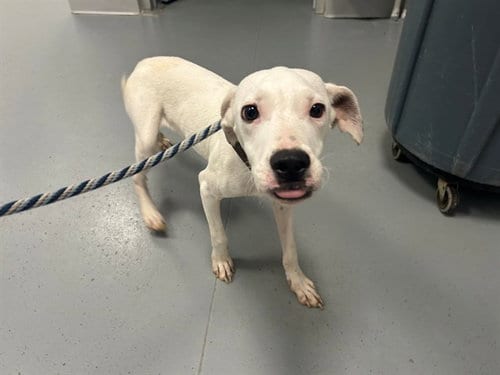 Photo of A391710, adoptable American Pit Bull Terrier in Ocala, Florida