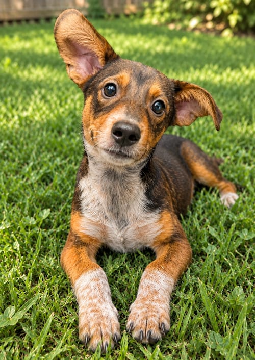 Photo of Jake, adoptable Miniature Pinscher in Grovertown, Indiana