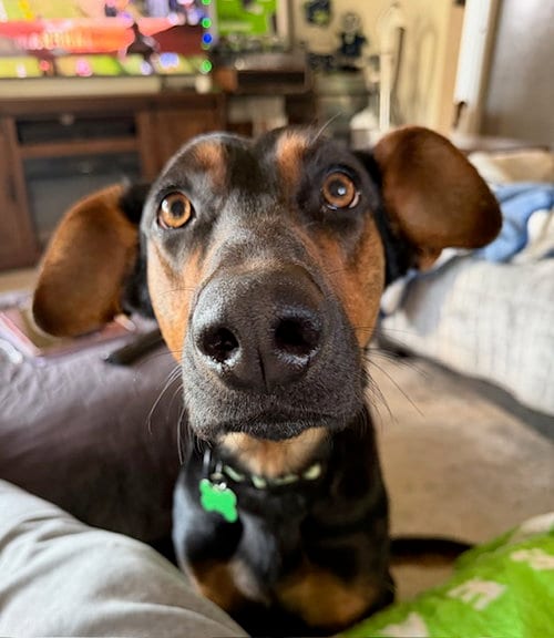 Photo of Alfalfa, adoptable Doberman Pinscher in Seattle, Washington