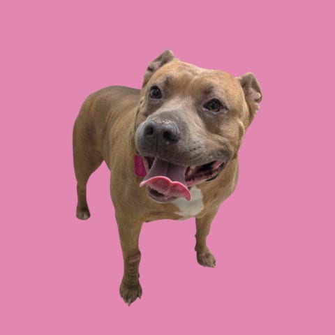 Photo of Peaches, adoptable Pit Bull Terrier in Bakersfield, California