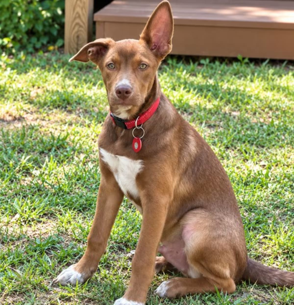 Photo of Volt, adoptable Australian Cattle Dog in Nashville, Tennessee