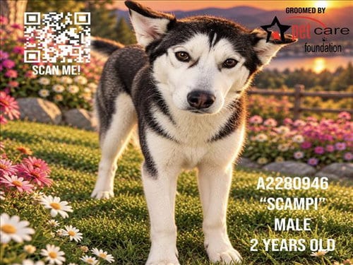 Photo of Scampi, adoptable Siberian Husky in Los Angeles, California