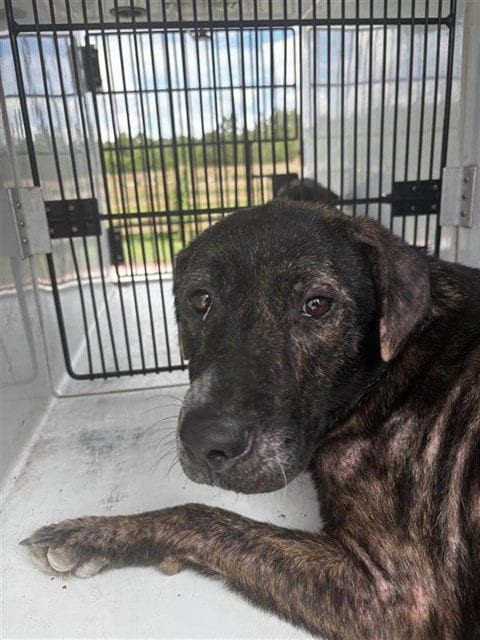 Photo of A661952, adoptable Plott Hound in Houston, Texas